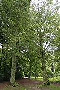 Fagus sylvatica 'Cristata'