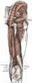 שרירי העכוז והירך במבט אחורי (העכוז הגדול והעכוז האמצעי הוסרו באופן חלקי), שריר העכוז הקטן נראה בחלקו העליון של האיור.