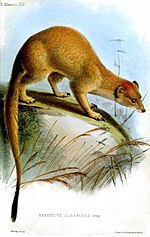 Thumbnail for Somalian slender mongoose