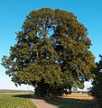 Winter-Linde Hoher Baum in Sindelfingen-Maichingen