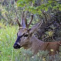 Huemul