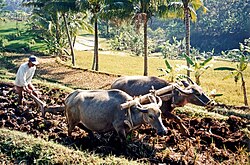 Ploughing rice paddies with water buffalo, in Indonesia.