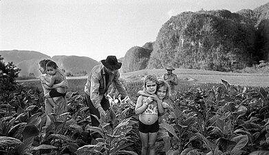 Manuel Rivera-Ortiz, Tobacco Harvesting, Valle de Viñales, Kuba 2002