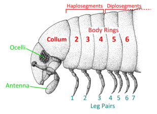 Anatomia del milpeus modern per a comparació