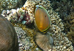 Alimentándose de coral, posiblemente Halomitra pileus, en Bunaken, Indonesia