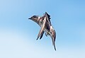 Image 70Purple martin in flight in Cape May, New Jersey