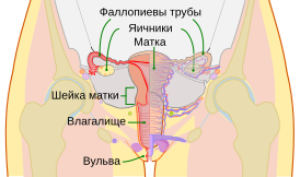 Расположение яичников в тазовой области