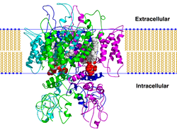 Transient Receptor Potential Vanilloid 1