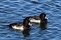 മുതിരാത്ത പൂവൻ, Farmoor Reservoir, Oxfordshire