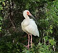 Image 29White ibis in Ocean City, New Jersey (I kind of prefer the uncropped version)