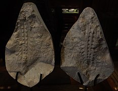 Fossiles de Xenusion (en), un lobopodien qui pourrait avoir atteint 20 cm.