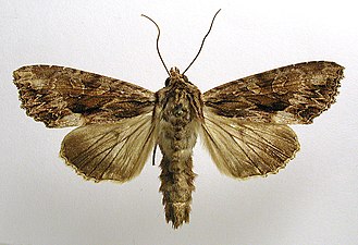 Större ängsfly, Apamea monoglypha