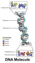 DNA molecule.