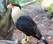 Noordelijke kuifcaracara (Caracara plancus cheriway)