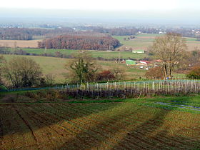 Image illustrative de l’article Coteaux-de-chalosse