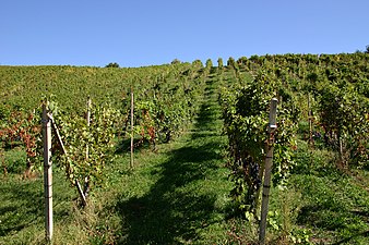 Vigneti delle Colline Novaresi presso Ghemme