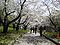 High Park Cherry Blossom, Toronto