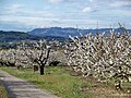 Blühende Kirschbäume, im Hintergrund die Dentelles de Montmirail