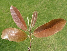 new foliage