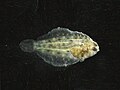 Flounder larva (4)