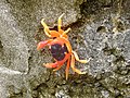 Gecarcinus lateralis