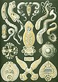 Image 4 Flatworms Credit: Ernst Haeckel, Kunstformen der Natur (1904) The flatworms, flat worms, Platyhelminthes, or platyhelminths (from the Greek πλατύ, platy, meaning "flat" and ἕλμινς (root: ἑλμινθ-), helminth-, meaning "worm") are a phylum of relatively simple bilaterian, unsegmented, soft-bodied invertebrates. Being acoelomates (having no body cavity), and having no specialised circulatory and respiratory organs, they are restricted to having flattened shapes that allow oxygen and nutrients to pass through their bodies by diffusion. The digestive cavity has only one opening for both ingestion (intake of nutrients) and egestion (removal of undigested wastes); as a result, the food can not be processed continuously. (Full article...) More selected pictures