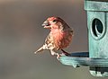 Image 39House finch with a sunflower seed at a feeder in Green-Wood Cemetery