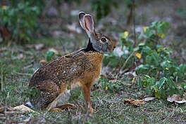 In swartnekhazze (Lepus nigricollis).