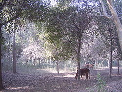 View of Jungle in Tehsil Chichawatni