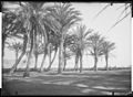 Palms of Alger, 1881, Collezione di Eugene Trutat dal Museo di storia naturale di Tolosa