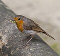 8. Vörösbegy (Erithacus rubecula) a müncheni Hellabrunn állatkertben (javítás)/(csere)