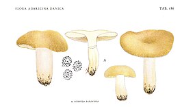 Bleekgele russula