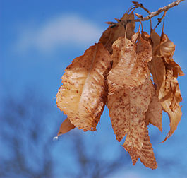 Feuilles sèches d'un chêne du Japon (Quercus acutissima) dans l'arboretum John J. Tyler, en Pennsylvanie. (définition réelle 2 100 × 2 000)