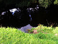 Reputed source of the river Shannon; 'Shannon Pot'