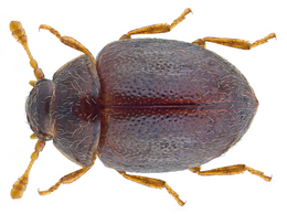 Sphaerosoma pilosum (Panzer, 1793) (30152373836).png