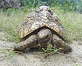 Rùa báo (Stigmochelys pardalis) trẻ, chừng 20 tuổi, đang ăn cỏ tại Tanzania.