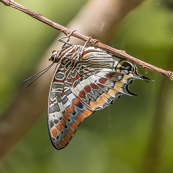 Charaxes jasius