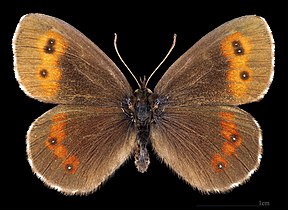 Erebia euryal adyte ♂