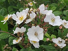 20140509Rosa multiflora04.jpg