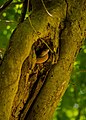 Image 38A snaked coiled in the cavity of a tree (from Snake)