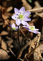 var. americana in Wisconsin(USA)