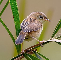 Auksagalvė cistikola (Cisticola exilis)