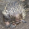 A Short-beaked Echidna at the Melbourne zoo