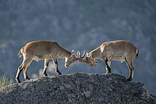 Iberian Ibex Fight Photograph: Norbertoe