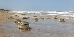 Thousands of Lepidochelys kempii females arriving at the beaches of Rancho Nuevo in 2017 to lay their eggs.