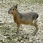 Mara ou lièvre de Patagonie (Dolichotis patagonum)