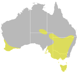 Australische stekelstaart