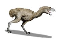 Paraphysornis