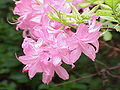 Rhododendron roseum