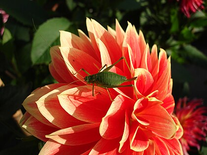 Leptophyes punctatissima (speckled bush-cricket)